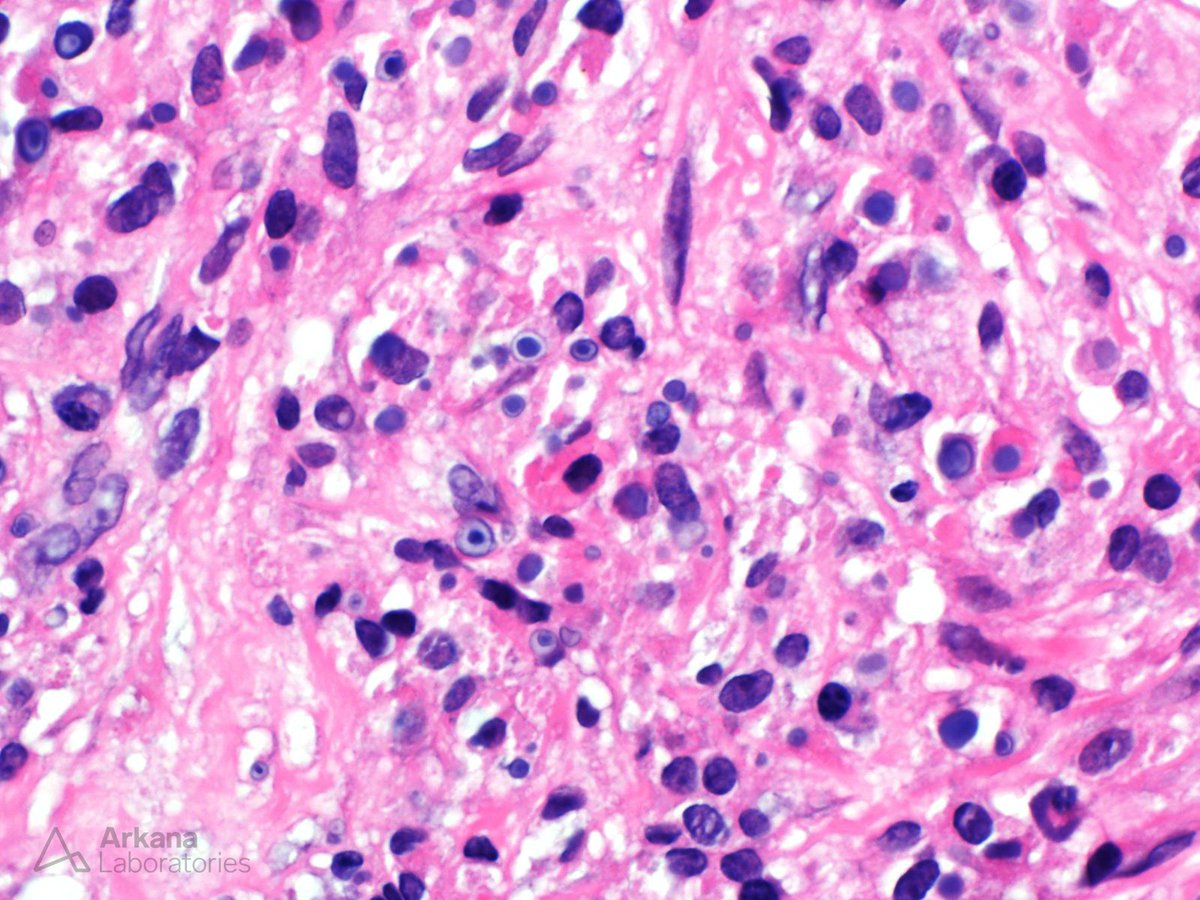 Arkana Laboratories tweet media