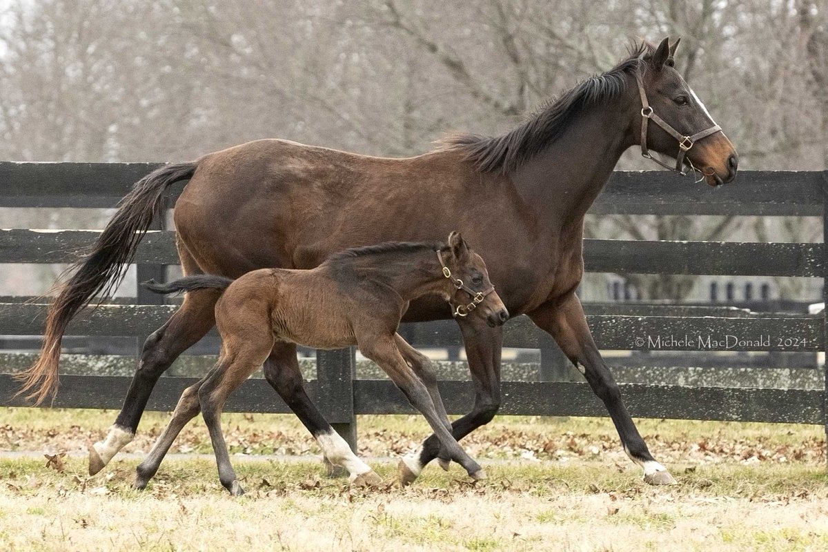 Summer Wind Farm (@moresummerwind) on Twitter photo GSP Zinzay (Smart Strike), dam of G1pl SW Moon Over Miami & 3yo multiple winner Tennessee & close relative of $1.1m GSW She Can't Sing, delivered our 2nd 2024 foal, a handsome Uncle Mo colt. This family includes <a href="/DubaiWorldCup/">Dubai World Cup</a> wnr Mystic Guide & French Classic wnr Musical Chimes GSP Zinzay (Smart Strike), dam of G1pl SW Moon Over Miami & 3yo multiple winner Tennessee & close relative of $1.1m GSW She Can't Sing, delivered our 2nd 2024 foal, a handsome Uncle Mo colt. This family includes <a href="/DubaiWorldCup/">Dubai World Cup</a> wnr Mystic Guide & French Classic wnr Musical Chimes