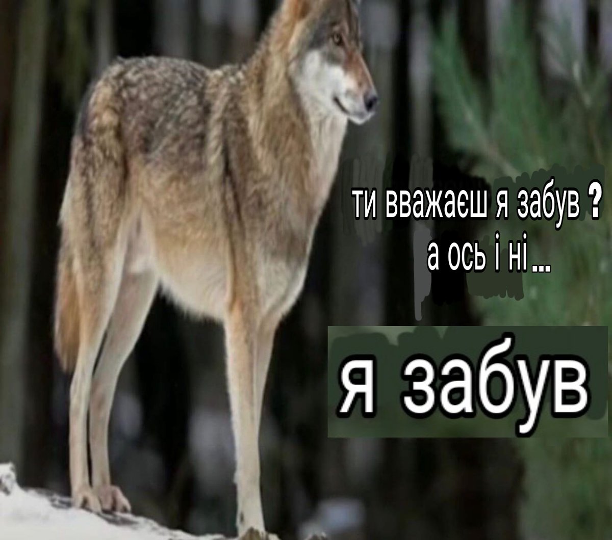 шо ви, котики?