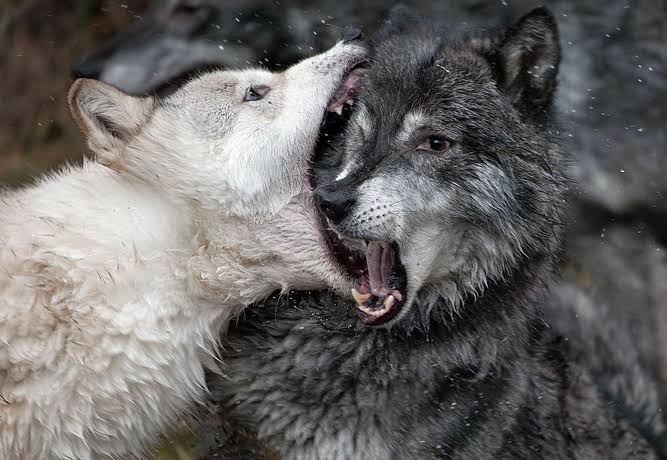 MajorMuller's tweet photo. Leben heißt kämpfen, und kämpfen heißt leben.

Struggle - the ultimate truth of Nature. Existence is not given freely, it must be asserted. In the modern age this truth remains, Hegelian Dialectics merely changed the scope of struggle. The right to rule is the Will to Dominate. https://t.co/dtxV81xQks