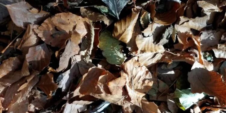 chilli_tech's tweet image. 20/20 Vision Optical Illusion Test: Find the Butterfly Amidst the Leaves!

See here - techchilli.com/puzzles/20-20-…

#opticalillusion #puzzled #logicalimplication