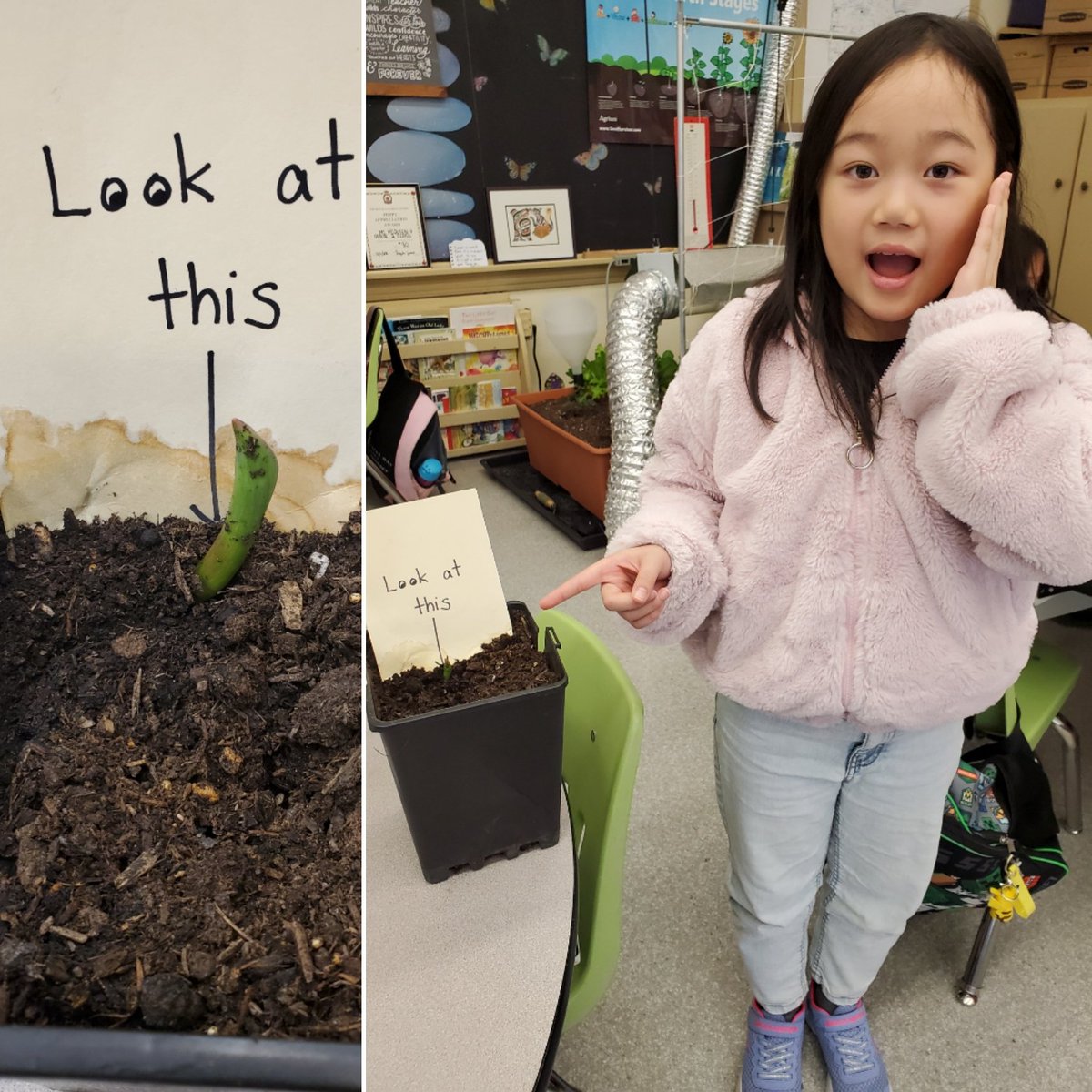 Room One kept some tulip bulbs from <a href="/N4LCanada/">Nutrients for Life</a> in the fridge and now one is starting to grow!!! So exciting!