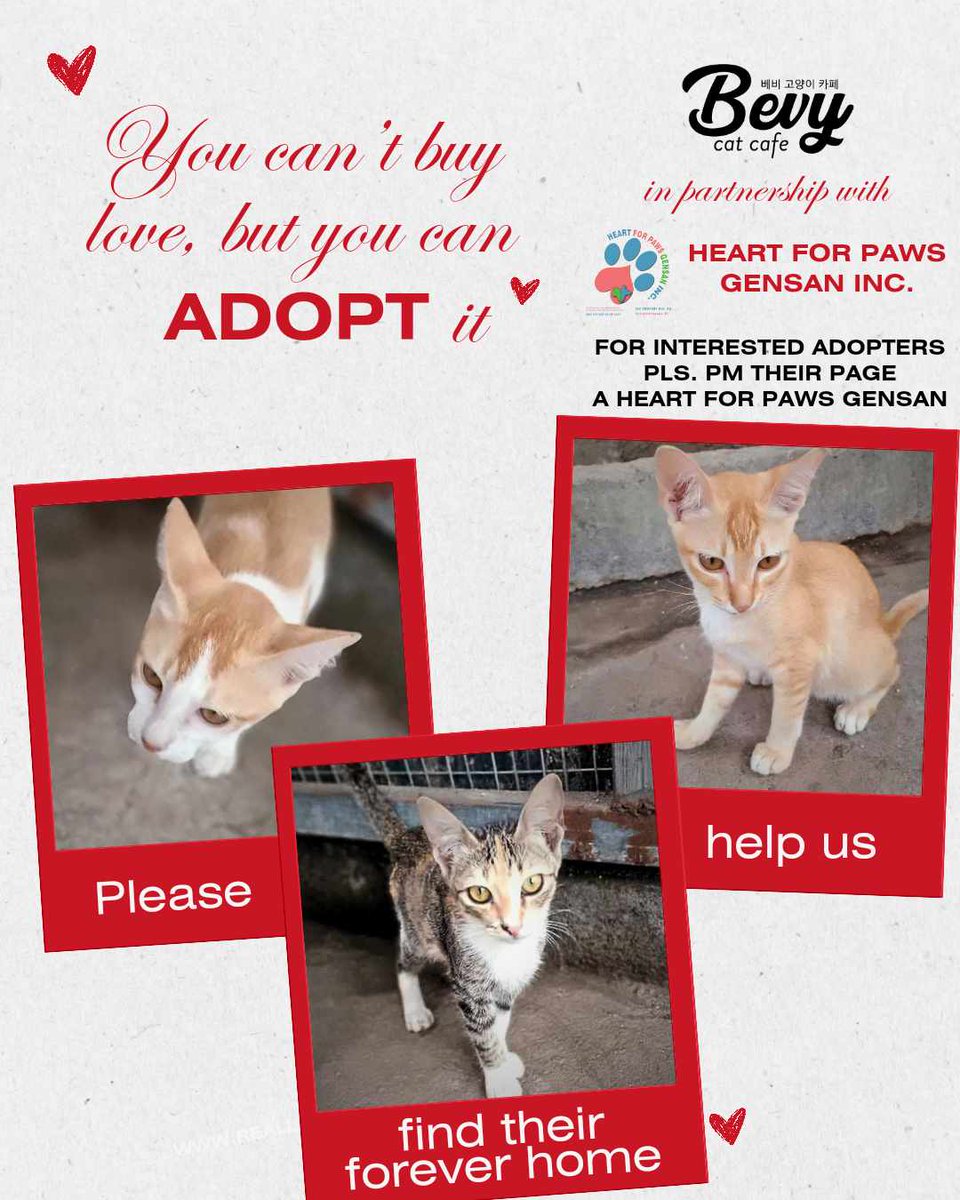 bevycatcafe's tweet photo. ‼️😻🐾Promotions from 12th-18th Feb 2024‼️ Bevy Cat Café  in Partnership with 𝗙𝗨𝗥𝗥𝗟𝗢𝗩𝗘𝗣𝗔𝗪𝗦 &amp; 𝗔 𝗛𝗲𝗮𝗿𝘁 𝗳𝗼𝗿 𝗣𝗮𝘄𝘀 𝗚𝗲𝗻𝘀𝗮𝗻 ! Your support will truly help these Cat rescue groups ! Thank you 🙏 😻❤️🐾 #bevycatcafe #gensan #catcafe #generalsantoscity https://t.co/qktRvgnyB0