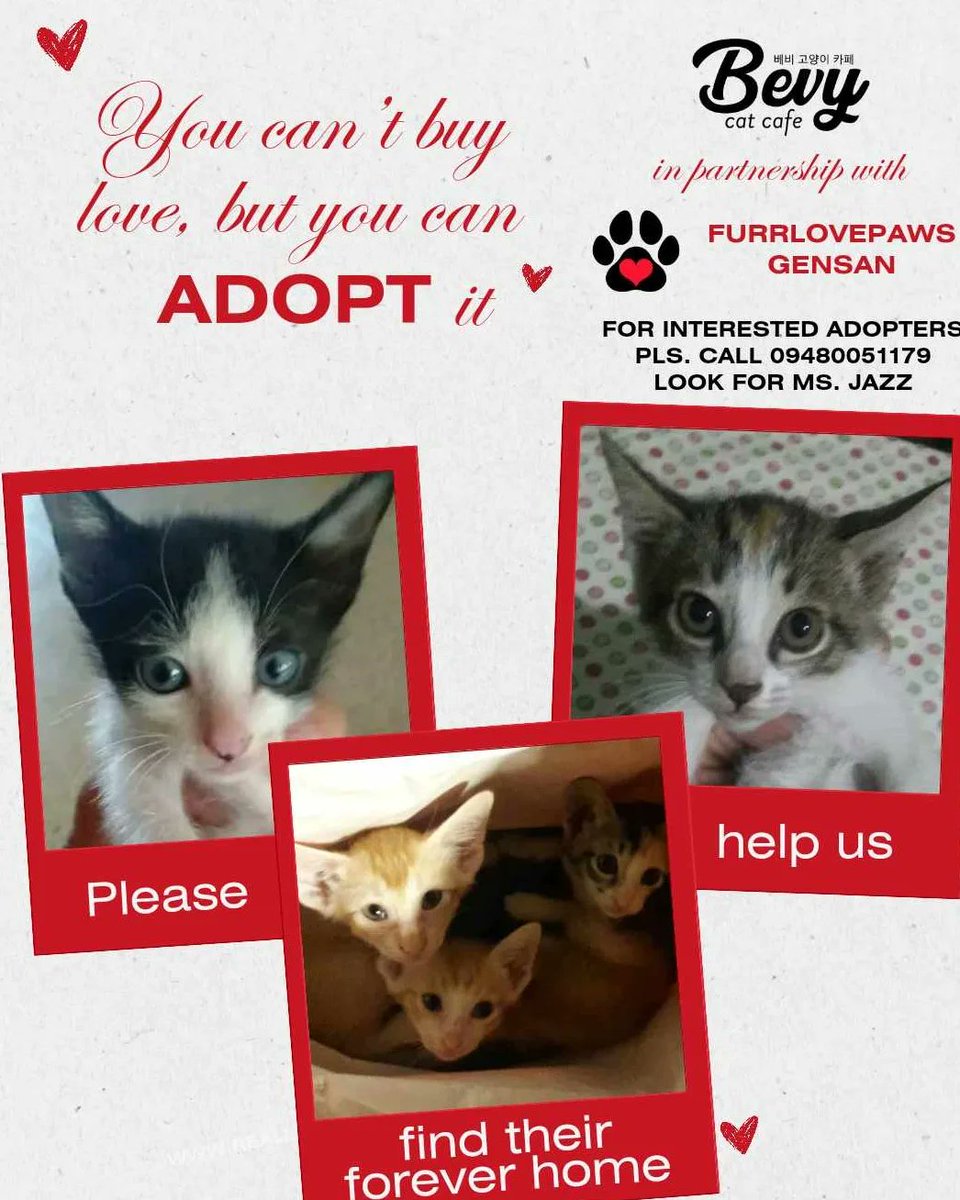 bevycatcafe's tweet photo. ‼️😻🐾Promotions from 12th-18th Feb 2024‼️ Bevy Cat Café  in Partnership with 𝗙𝗨𝗥𝗥𝗟𝗢𝗩𝗘𝗣𝗔𝗪𝗦 &amp; 𝗔 𝗛𝗲𝗮𝗿𝘁 𝗳𝗼𝗿 𝗣𝗮𝘄𝘀 𝗚𝗲𝗻𝘀𝗮𝗻 ! Your support will truly help these Cat rescue groups ! Thank you 🙏 😻❤️🐾 #bevycatcafe #gensan #catcafe #generalsantoscity https://t.co/qktRvgnyB0