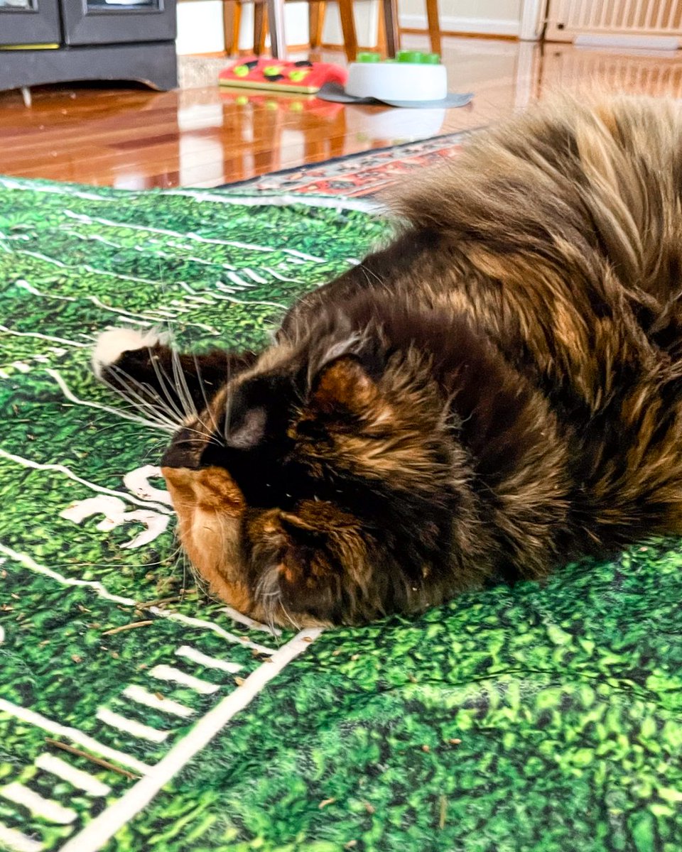 Who else is feeling the morning after Super Bowl slump today? 🏈🥱
.
.
.
.
.
#superbowl2024 #cats #catlover #catrescue #adoptdontshop #nashvillecatrescuealumni #catsofinstagram #kittens #adoptedcat