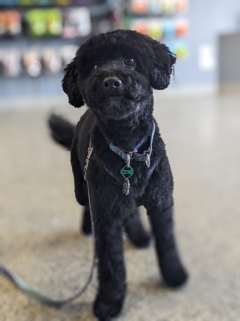 DomesticCarnivo's tweet photo. Happy Monday from Mr.Finnegan!
#schnoodle 
#dogsofinstagram #domesticcarnivore #rawfed #rawfeeding #ancaster #hamont #brantford #dundas #burlington #oakville #dogsofhamilton #dogsofdomesticcarnivore
#rawdogfood #dogtreats #allergyrelief https://t.co/LGEEdlzmrd