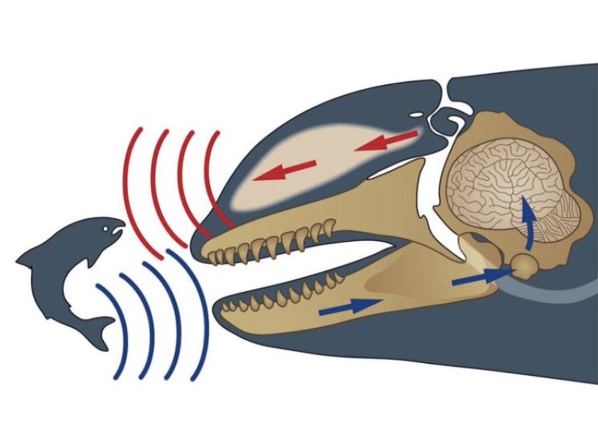 It's #NOAAWhaleWeek! We love this illustration showing how killer whales hunt with echolocation. Illustration by Uko Gorter. Learn more on our blog
🔊 bit.ly/3fuvUQq