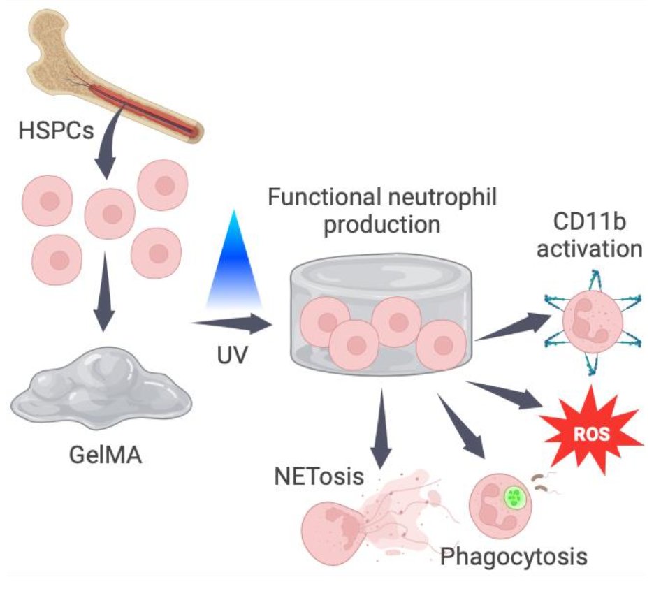 New paper out in @AdvSciNews with the <a href="/LeachLabUCD/">Leach Lab</a> and the Simon Lab focusing on biomaterials engineering for the transfer of #Hematopoietic #StemCells and their differentiation into #Neutrophils to promote the resolution of bacterial  infections!
tinyurl.com/24t6f6fu