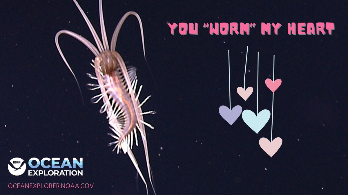 #ValentinesDay is just around the corner! Show your deep-ocean love with our collection of nerdy, punny e-cards! Download and share your favorites: oceanexplorer.noaa.gov/news/explorati…