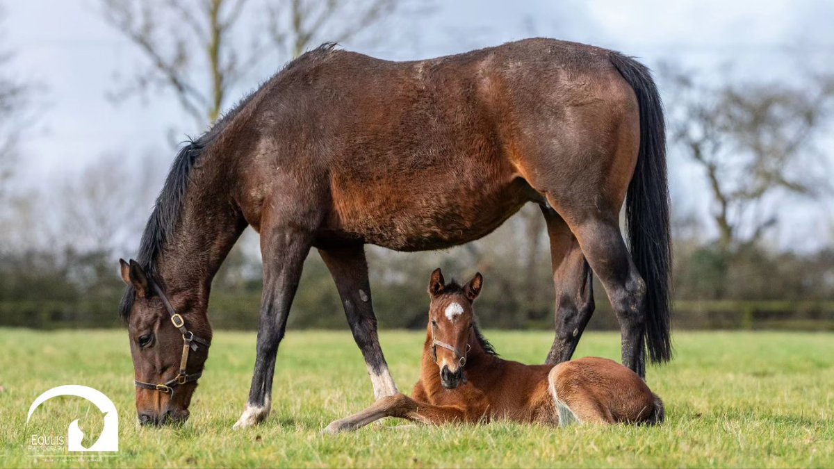 EquuisImages's tweet image. Lovely to spend time at @fittocksstud last week, especially with some of the special new arrivals that included Lady Bowthorpe's 2nd foal by Dubawi.
#foal @ChampionsSeries @itvracing @bloodstocknews @rpbloodstock #rpfoalgallery