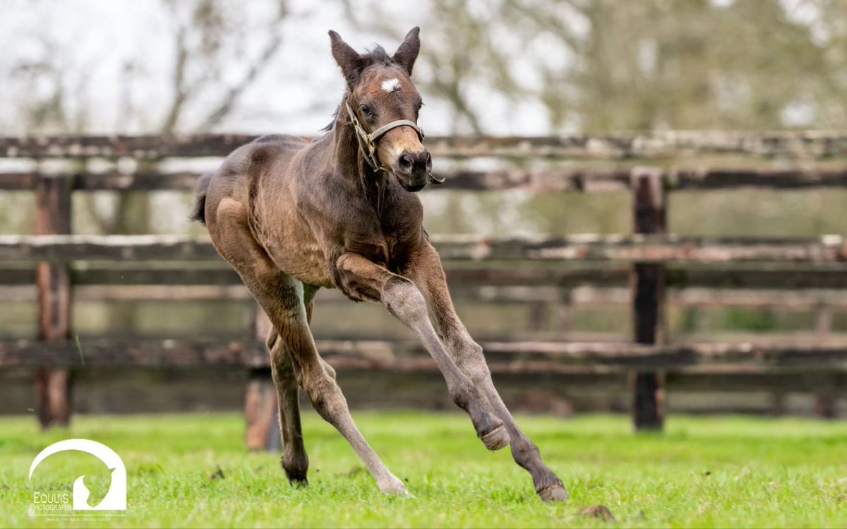 EquuisImages's tweet image. Lovely to spend time at @fittocksstud last week, especially with some of the special new arrivals that included Lady Bowthorpe's 2nd foal by Dubawi.
#foal @ChampionsSeries @itvracing @bloodstocknews @rpbloodstock #rpfoalgallery