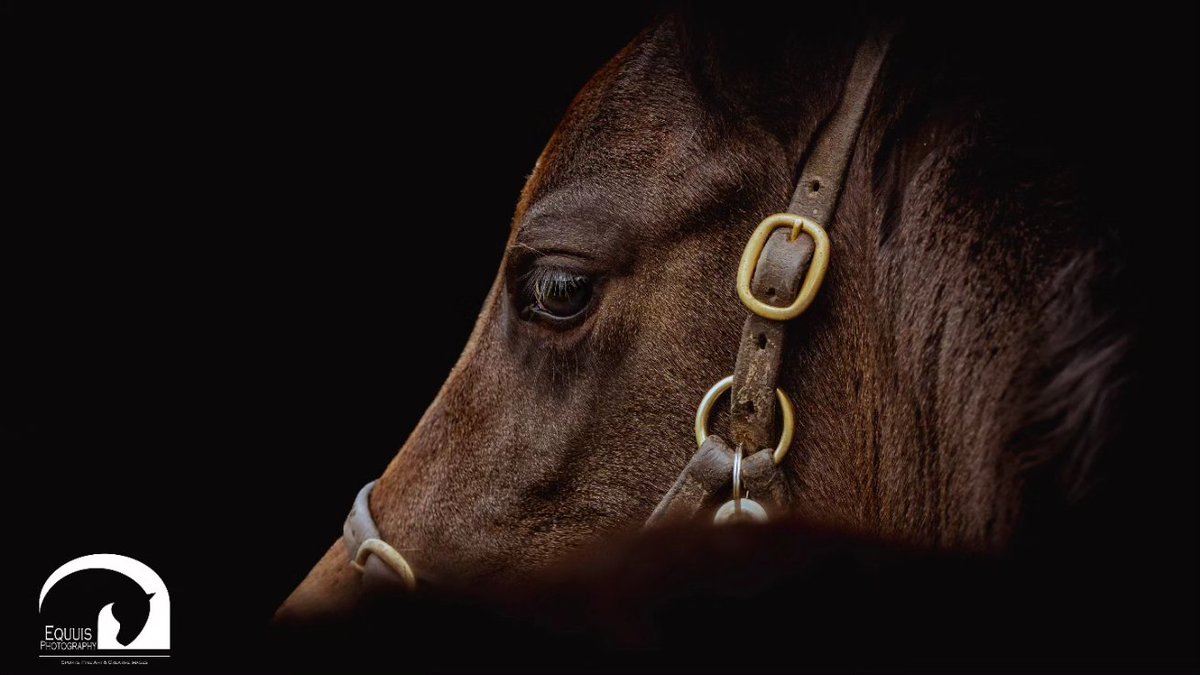 EquuisImages's tweet image. Lovely to spend time at @fittocksstud last week, especially with some of the special new arrivals that included Lady Bowthorpe's 2nd foal by Dubawi.
#foal @ChampionsSeries @itvracing @bloodstocknews @rpbloodstock #rpfoalgallery