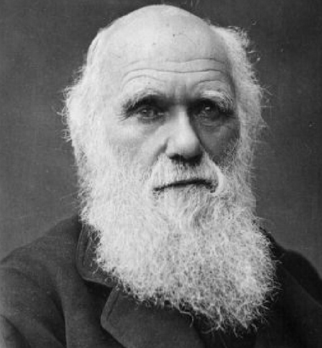 JaviPaleobio's tweet photo. One of the coolest things about my job as Curator of non-insect arthropods at @Cambridge_Uni
@ZoologyMuseum is to look after Charles Darwin's barnacle slides from his 'Monograph of the Cirripedia' (1851–1854)🔬🦐.  Happy birthday #CharlesDarwin 🎉🎂 #DarwinDay (📷 @nautilusnat) https://t.co/oxlVPXR1IW