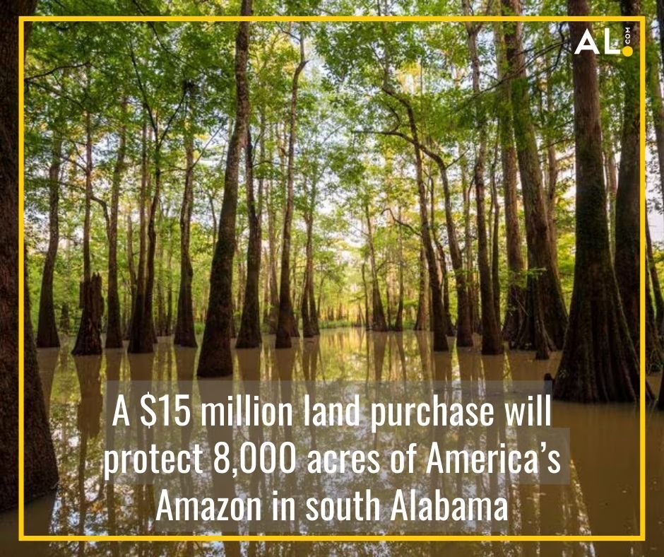 NEW: At the top of America’s Amazon, nearly 8,000 acres of Alabama’s most sensitive and ecologically important land is being preserved forever, thanks to a multi-million dollar collaboration involving @NatureAlabama, @patagonia and an undisclosed donor. 🌎al.com/news/2024/02/1…