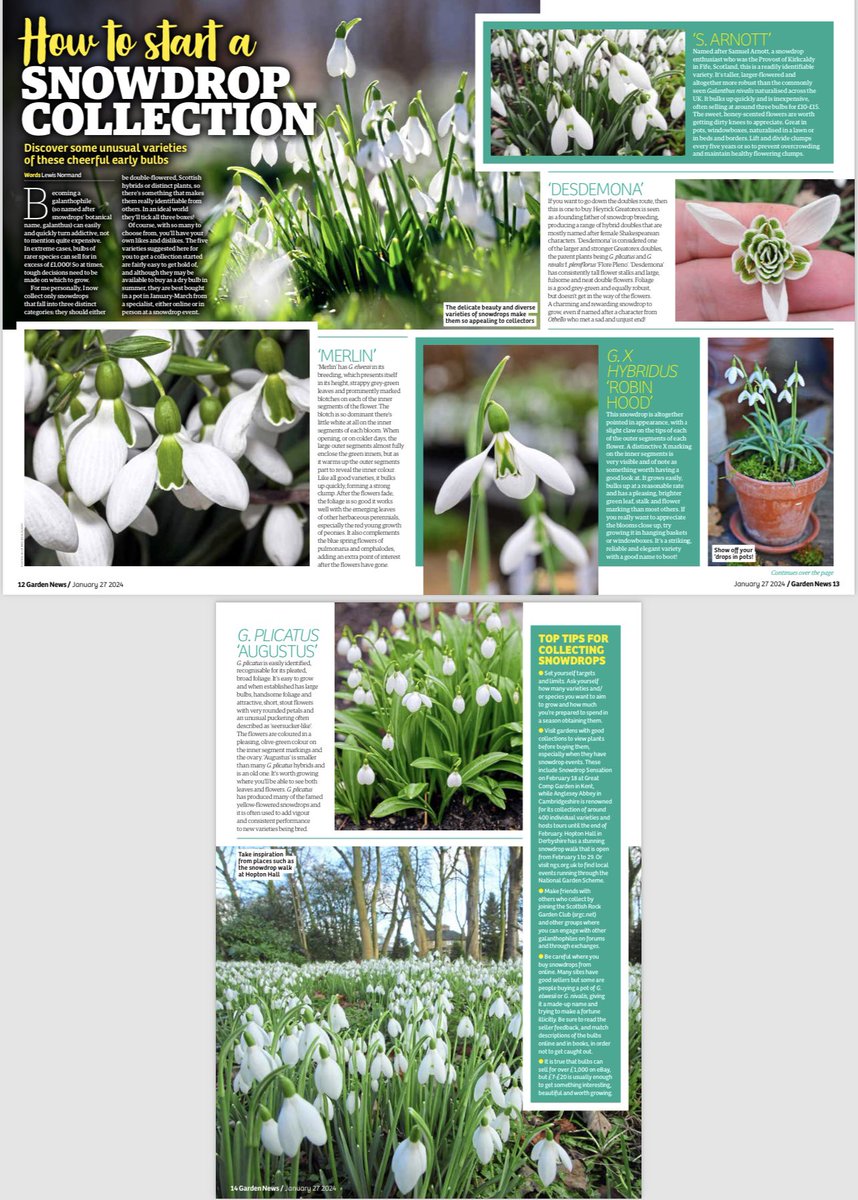 I managed to miss this article that I wrote for @GardenNewsmag published end of Jan 24 on how to start a #Snowdrop collection. Still, good advice (if I do say so myself) is always good advice. #galanthus #galanthophile #bulbs #winter #winterbulbs #gardennews #plants
