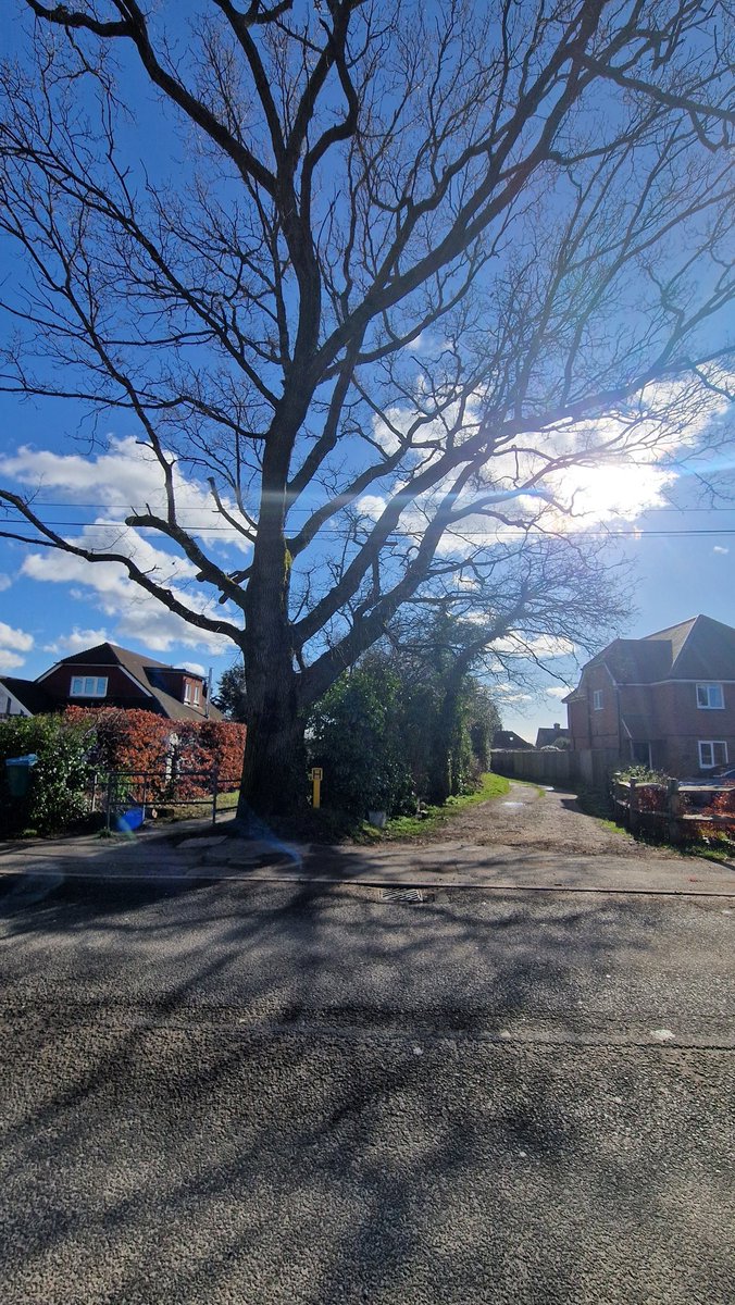 carolyncursive's tweet image. You are planning on destroying a 200 year old healthy English Oak as opposed to cropping the crown or putting in a root barrier? Shame on you @SouthernHsg_UK for destroying bio diversity, our air and wildlife habitats in #eastsussex @WoodlandTrust @TheTreeCouncil