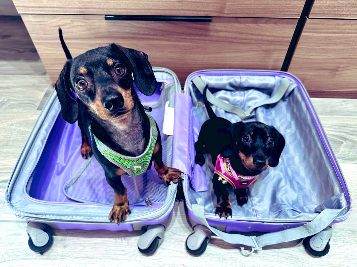 lerika's tweet photo. I feel like I finished packing my bag and don’t need anything else to my trip to #DICEsummit in Vegas 😂 https://t.co/rbX2vwINKT