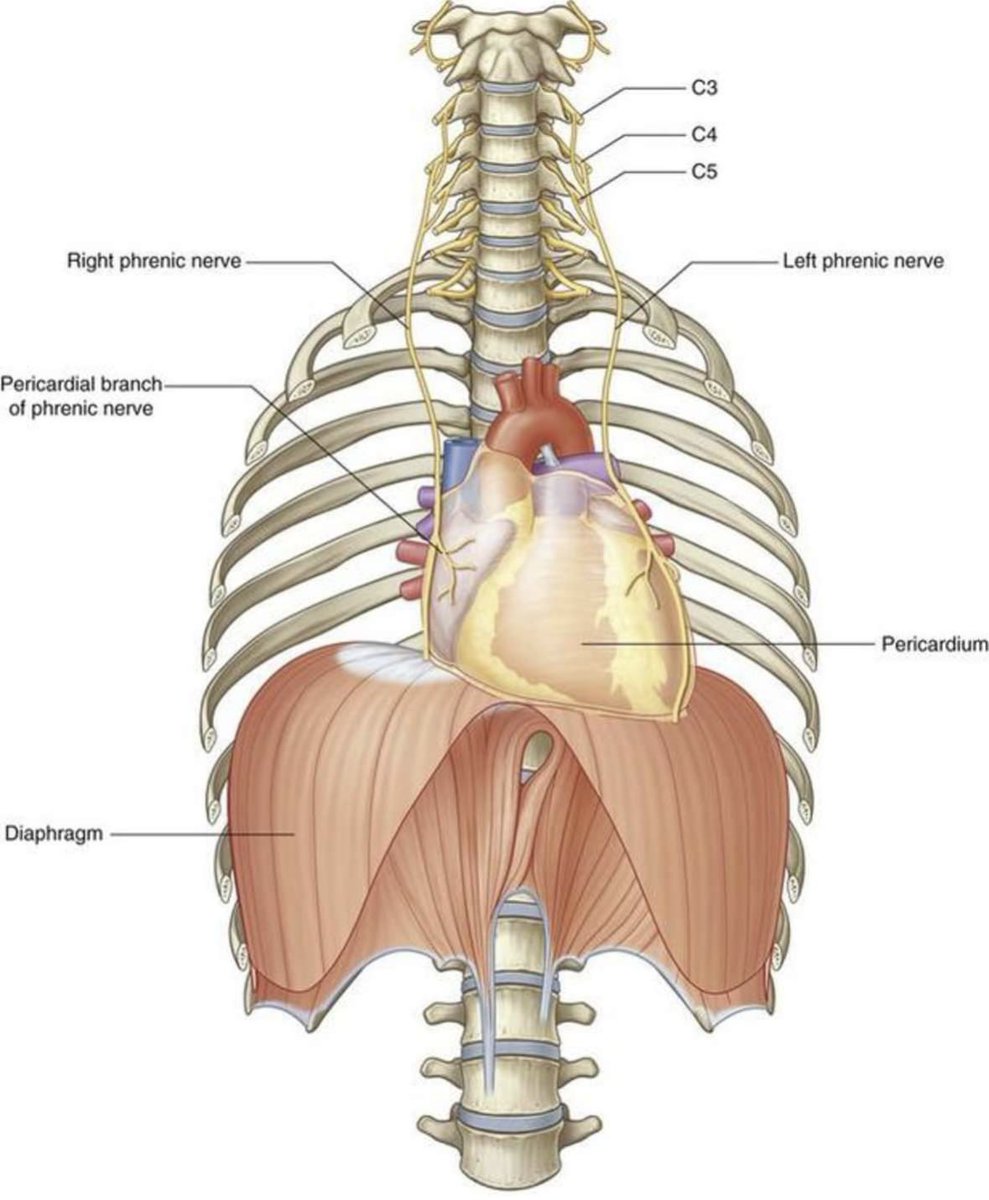 MagliariRafael's tweet photo. The phrenic nerve is a mixed motor/sensory nerve important for breathing because it provides exclusive motor control of the diaphragm. During a SCV ablation it’s important structure to be avoided. @EPeeps #epeeps @Codietrich #cartosound #atrialfibrillation @BiosenseWebster https://t.co/xPQ31G2ImG