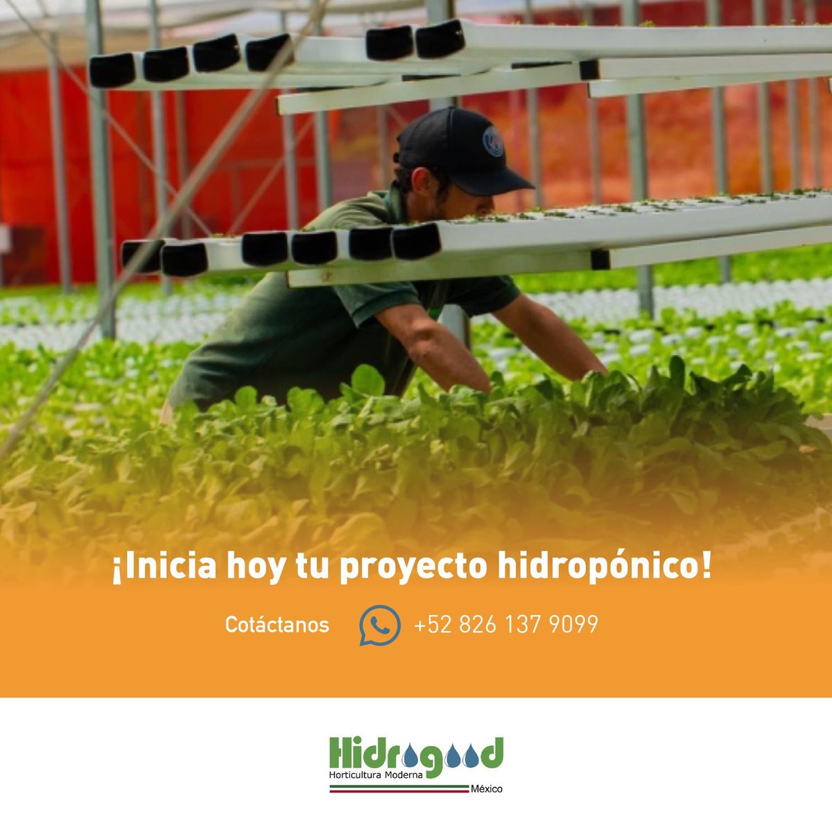 ☑️Las plantas no entran en contacto con contaminantes del suelo como bacterias, hongos, babosas, insectos y gusanos.
☑️ Las plantas son más sanas, ya que crecen en un ambiente controlado buscando cumplir con los requerimientos 

contáctanos y cotiza tu proyecto +52 826 137 9099