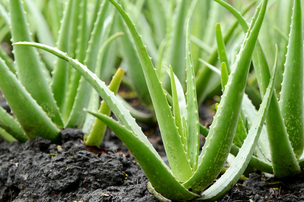 ALOE VERA
It accelerates #Wound #Healing.
People most often use Aloe Vera as a topical medicationTrusted Source, rubbing it onto the skin rather than consuming it. In fact, it has a long history of use in treating sores, and particularly burns, including sunburn.