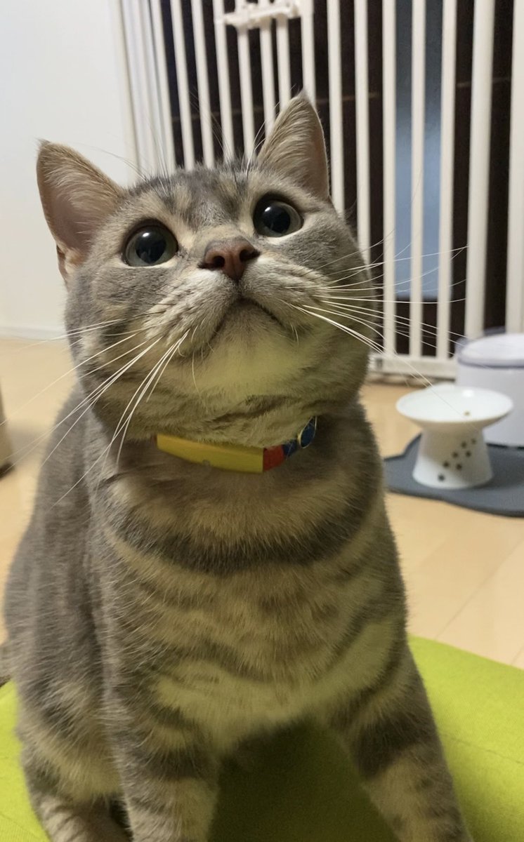 Moka0527Ramu's tweet photo. 僕が今度行く病院は二次診療だからセカンドオピニオンとはちょっと意味合いが違うらしいんだ🐱
今までのホームドクター（一次診療）から紹介をしてもらい、専門分野に特化した獣医さんに検査、診断、治療をしてもらうんだ。
治療終了後はホームドクターのもとに戻るんだよ。
ちょっと僕がなっているかもしれない病気が珍しいらしく、猫ちゃんは2%しかならない病気の可能性があるんだって。
でも、外科手術により治る可能性はあるからママは絶対に治したいって言ってる。
僕もまだまだ一緒に暴れん坊や甘えん坊したいから頑張ってくるね😸
まずは前日からの絶食を頑張るぞ🐾
できるかな〜(ˆ ̳.  ̫ . ̳ˆ)

#猫のいる暮らし
#猫がいる幸せ