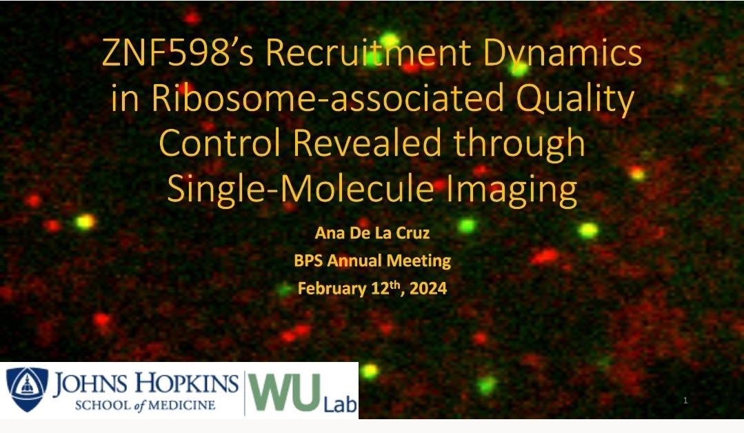 Bin Wu Lab (@binwu1) on Twitter photo Ana de la Cruz @anadlc13 from Wu lab <a href="/BiophysicsJHMed/">Biophysics Dept@Johns Hopkins Med</a> is presenting in BPS2024 meeting in Philly. Ana de la Cruz @anadlc13 from Wu lab <a href="/BiophysicsJHMed/">Biophysics Dept@Johns Hopkins Med</a> is presenting in BPS2024 meeting in Philly.