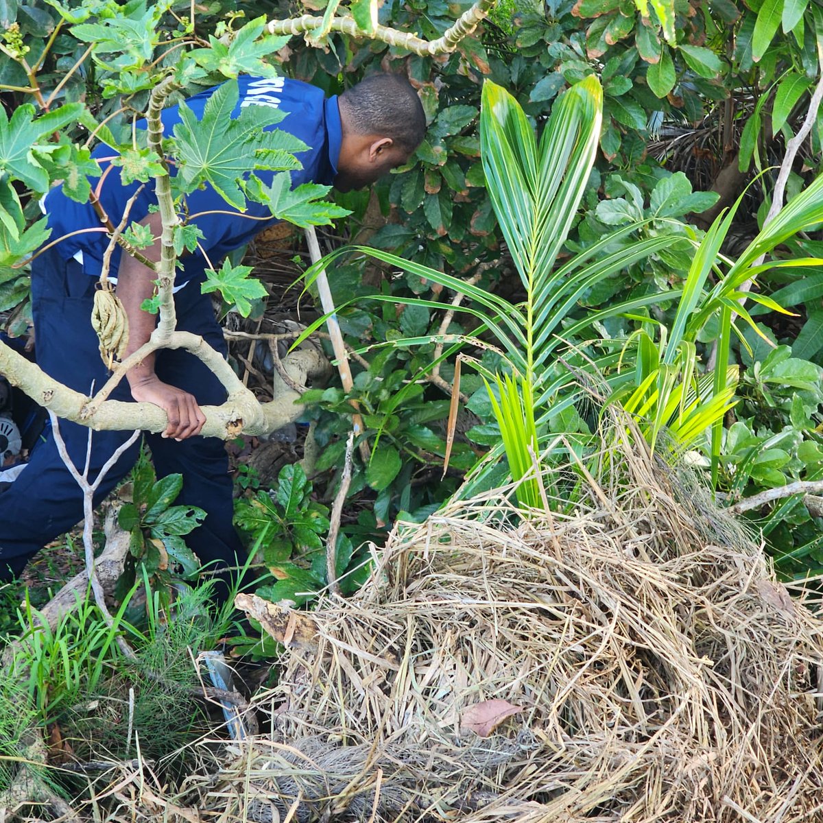 RBPFPolice's tweet image. Officers from the Abaco Division acting on intelligence confiscated a firearm concealed in bushes off SC Bootle Hwy. #PoliceOperations #FirearmRecovery