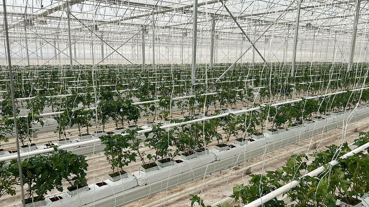 TurkishCentury's tweet photo. 🌿 Turkish agricultural technology company @agrotermal is opening a giant 1 million square meter(!) GEOTHERMALLY-HEATED #hydroponic #greenhouse in #Konya that will employ 1000 people &amp; grow fresh produce year around! #AgroTermal @YediyolHolding 🇹🇷 https://t.co/j4I3lSTxUj