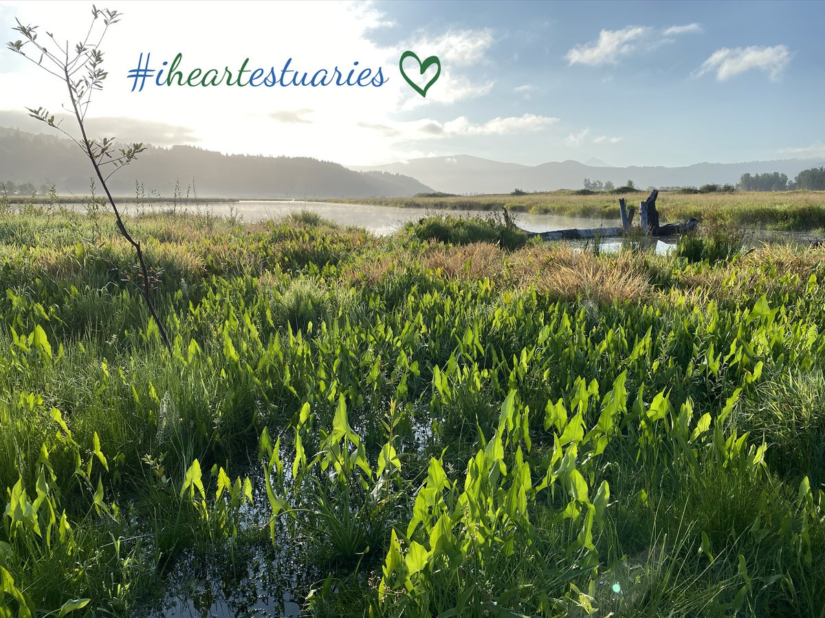 Estuary Partnership (@columbiaestuary) on Twitter photo Natural infrastructure is a big W in our book. DYK that $1 invested in environmental restoration (like the East Fork Lewis River Reconnection Project) creates $4 economic value? (& more!) <a href="/HouseAppropsGOP/">House Appropriations</a>
<a href="/SenateApprops/">Senate Appropriations Dems</a> <a href="/AppropsDems/">House Appropriations Democrats</a> estuarypartnership.org/east-fork-lewi… #iheartestuaries Natural infrastructure is a big W in our book. DYK that $1 invested in environmental restoration (like the East Fork Lewis River Reconnection Project) creates $4 economic value? (& more!) <a href="/HouseAppropsGOP/">House Appropriations</a>
<a href="/SenateApprops/">Senate Appropriations Dems</a> <a href="/AppropsDems/">House Appropriations Democrats</a> estuarypartnership.org/east-fork-lewi… #iheartestuaries
