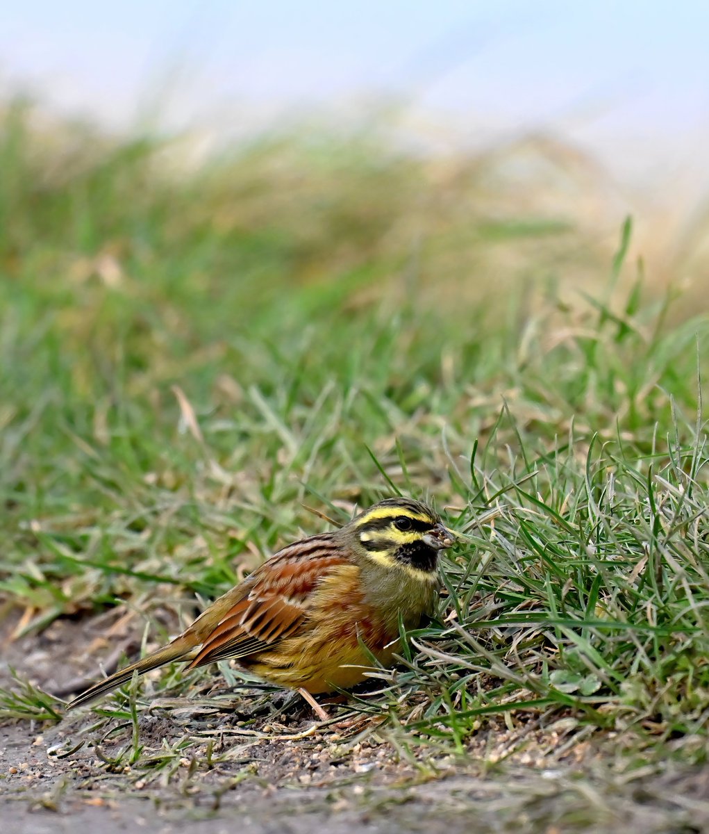 CarlBovisNature's tweet photo. The gorgeous male Cirl Bunting at Stolford in Somerset. 😍🐦😊 https://t.co/A2TrC0hPA7