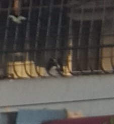 Atención <a href="/ProcuraduriaRD/">Procuraduría General de la República Dominicana</a> Derechos de los animales. Este perrito permanece en ese balcón las 24 horas del día, al parecer no hay nadie en casa, lleva semanas. Calle Erick Leonard esq. Rosendo Alvarez, Las Villas de A.Hondo DN.