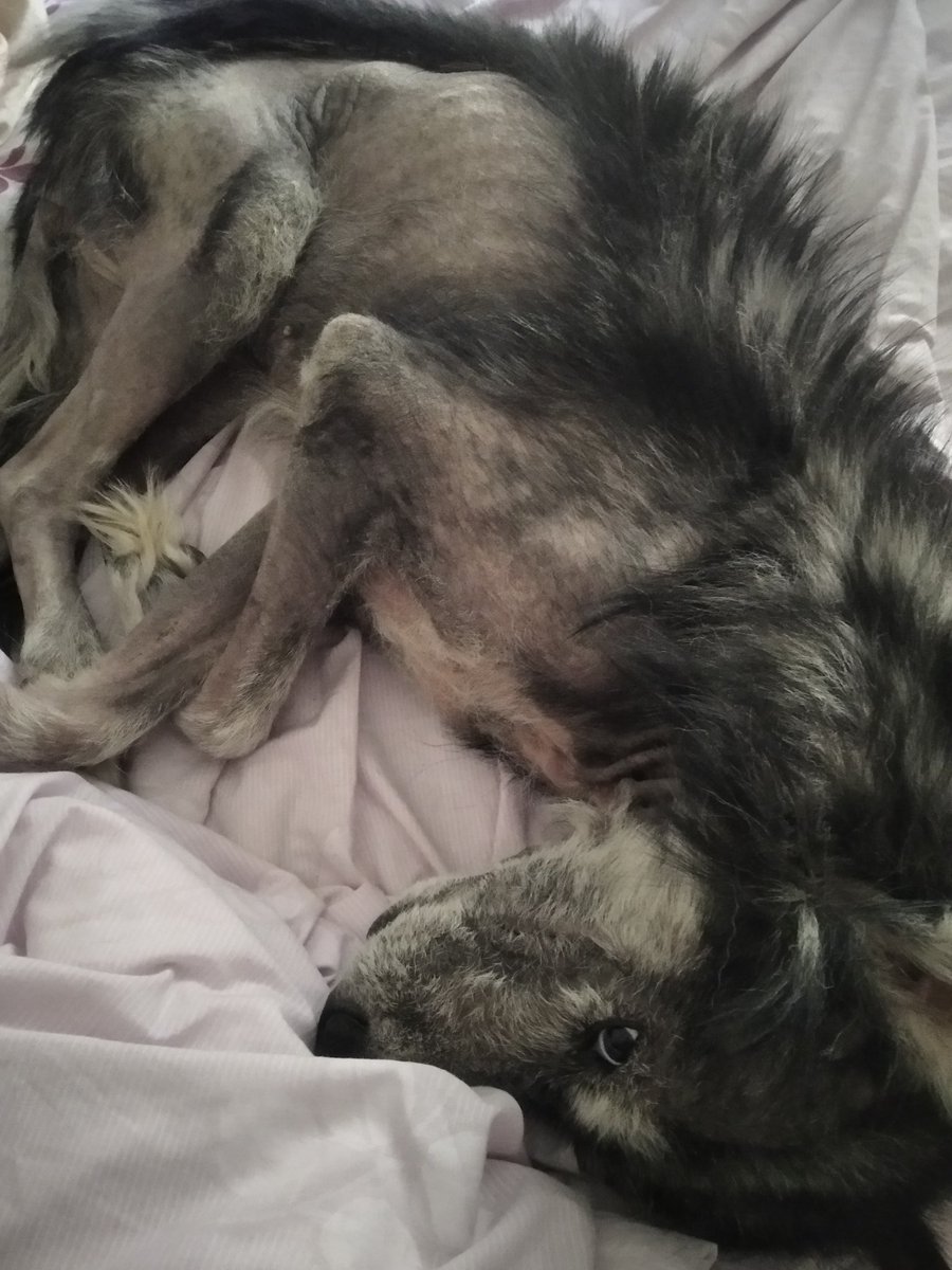 infinitoanimal2's tweet photo. ASI ESTA LA LOBITA MONSET DECAIDA EN LA TARDE DE HOY LUNES 12 /2/24 AUN SIN PODER AUN RECIBIR TRATAMIENTO PARA SALVAR SU VIDA ,😓🐺🐾🆘AYUDA POR FAVOR @MelendezHaidee @AriBotero https://t.co/8NROskAWc3