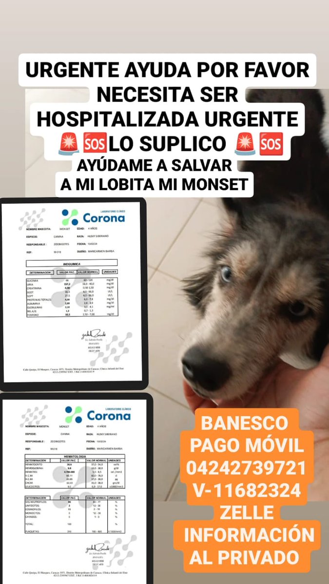 infinitoanimal2's tweet photo. ASI ESTA LA LOBITA MONSET DECAIDA EN LA TARDE DE HOY LUNES 12 /2/24 AUN SIN PODER AUN RECIBIR TRATAMIENTO PARA SALVAR SU VIDA ,😓🐺🐾🆘AYUDA POR FAVOR @MelendezHaidee @AriBotero https://t.co/8NROskAWc3