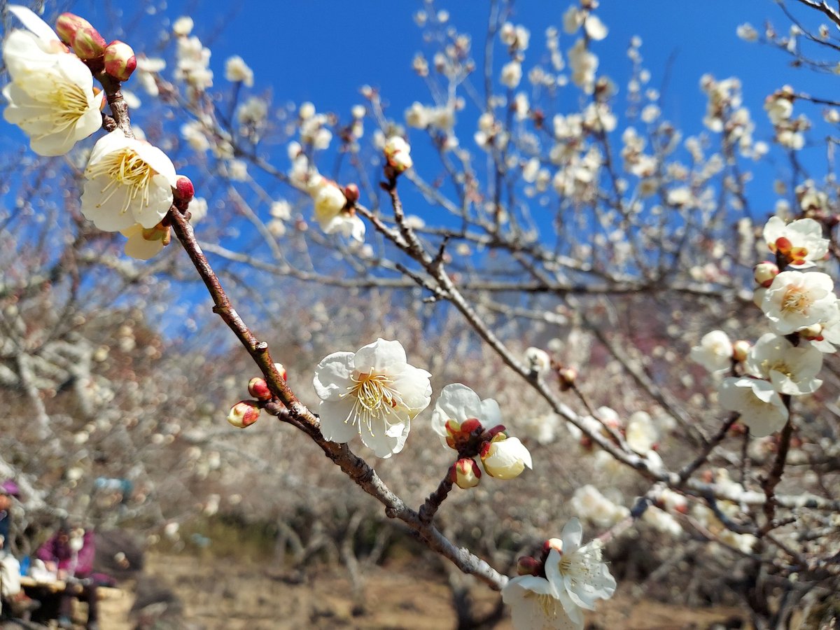 SuTakeishi's tweet photo. おはようございます。
狼狽の花が、旬を過ぎて、梅が満開をむかえてますが、ウグイスは、林の中で、地鳴き(ジャッチャ、ジャッチャ)して、昼間は、温かくなりましたが、まだ朝晩は、寒いが春はもうまじか。 https://t.co/6Z7DhLSfgN