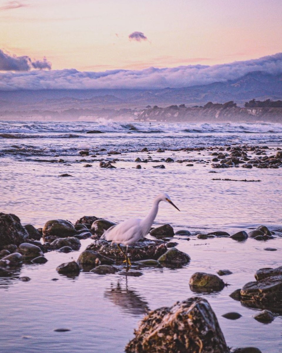 In the company of locals who sing with the waves and dance with the breeze. 📸 by : @realjoshcook #GoGoleta #GoletaStyle #GoletaCA #GoletaTheGoodland #Goodland #GoInStyle #Goleta #Vacation #SeeSB #GetOutAndExplore #Wanderlust #Travel #Adventure #VisitCalifornia