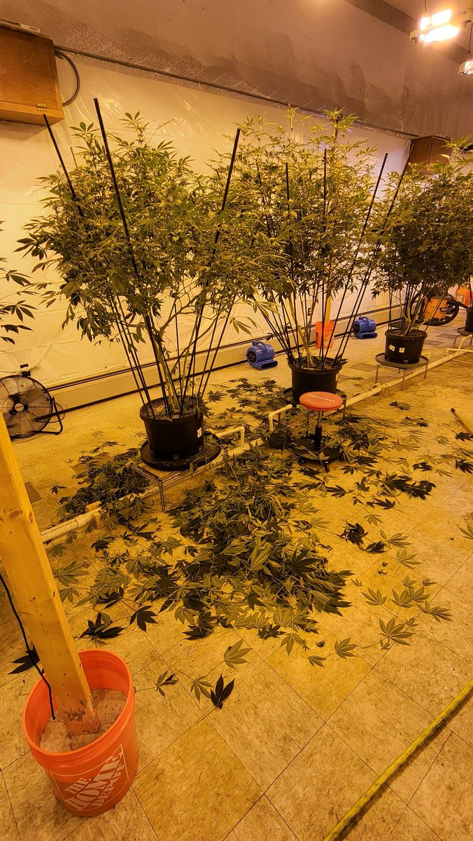 Maine Coon Cats tweet media