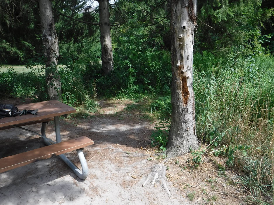 Rudy Limeback tweet media