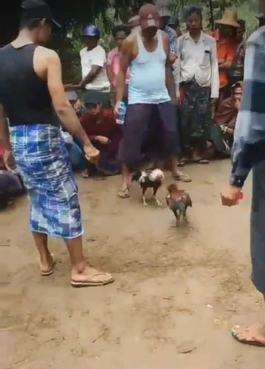 MannShein1's tweet photo. Local Residents said that Major Kyi Soe from the 98 IB is conducting the cockfighting ring in Oaktwin village, Daedalu vlg tract,#Pyapon Twp,#Irrawaddy Region and the police don't dare to arrest the cockfighting ring. TD
#LegalizationOFNUG
#2024Feb13Coup
#WhatsHappeninglnMyanmar https://t.co/YbRhdCpPYu