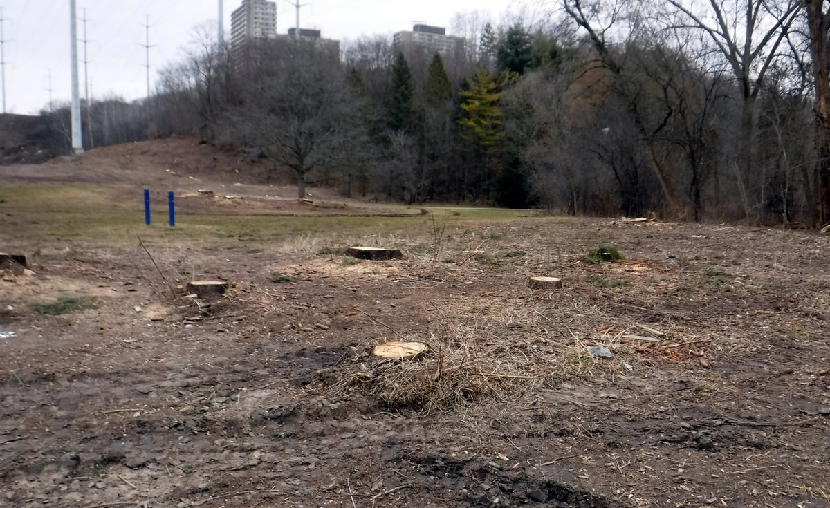 Rudy Limeback tweet media