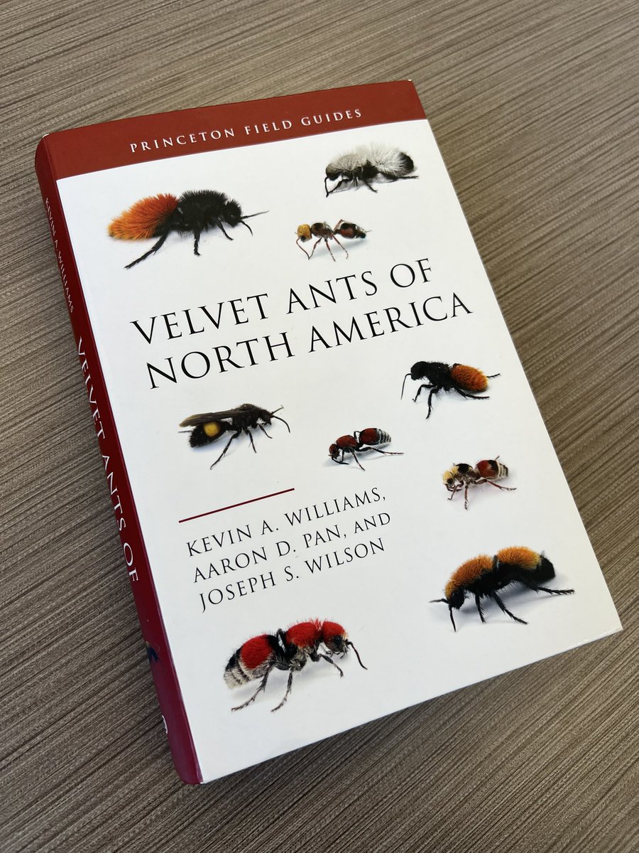 The Bees In Your Backyard tweet media