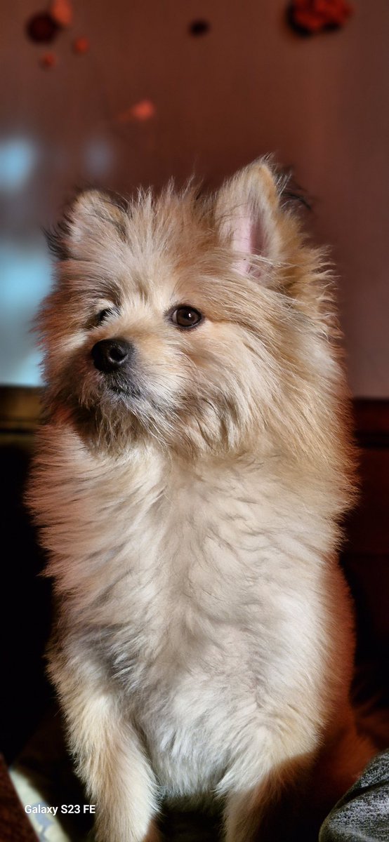 PhoadA's tweet image. امروز یک اتفاق جالبی افتاد که یکم حضم ش برای من سخت است. 
افسار این بچه دستم بود و از خیابان رد می شدم که وسط بولوار لئو مکث کرد تا برگشتم ببینم چی شده که یک جانور با موتور از طرف خلاف با فاصله کمی از من رد شد.