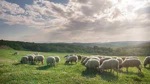 The UTHS FCA will host a meeting tomorrow, Tuesday, Feb. 13th in 151N. Landon will be giving a lesson over one of Jesus’ parables. Come tomorrow to find out which one! #uths_fca