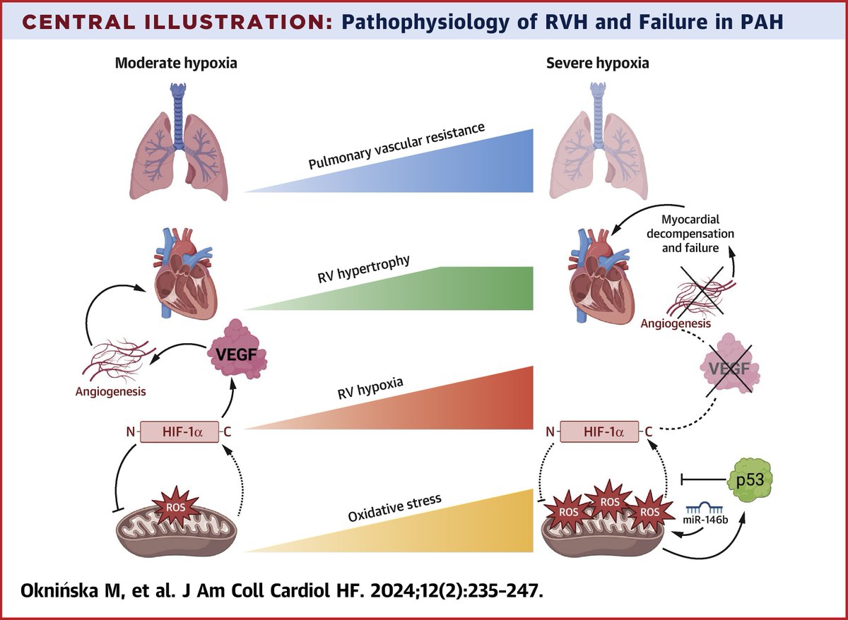 In #PulmonaryArterialHypertension, the shift from RV adaptation to failure has no clear triggers or treatments. Explore potential #RVfailure therapies, focusing on RV biology and hypoxia, in #JACCHF: bit.ly/3UIXzVo #cvPAH