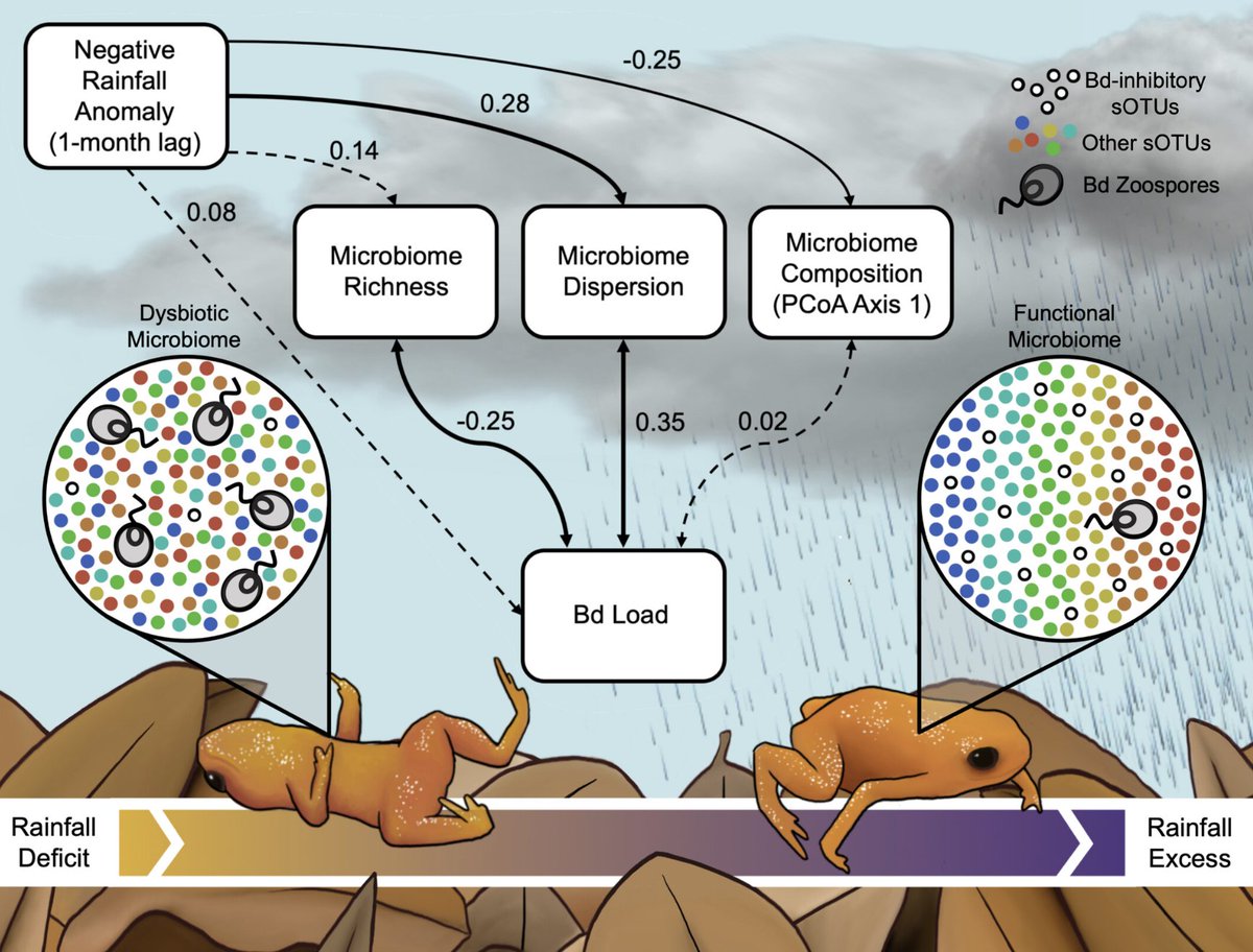 An insightful news piece discussing our research on the harmful effects of droughts, disrupting host-microbiome interactions and triggering disease in tropical amphibians. 🌿🐸 psu.edu/news/huck-inst…