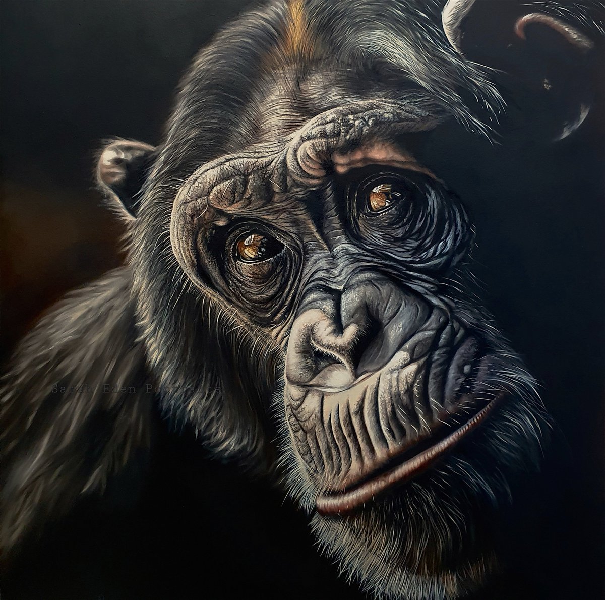 EdenPortraits's tweet photo. I think I'm finished?? It's never easy to know 🤷🏼‍♀️   

On to the next of the 'Big 6'. Would be so grateful to know what you all think?

#chimp #chimpanzee #greatape #monkeybusiness #chimppainting #conservation #wildlife #buyingart #ape  #apes #realisticpainting #wildlifepainting https://t.co/zVOSFGrP3l