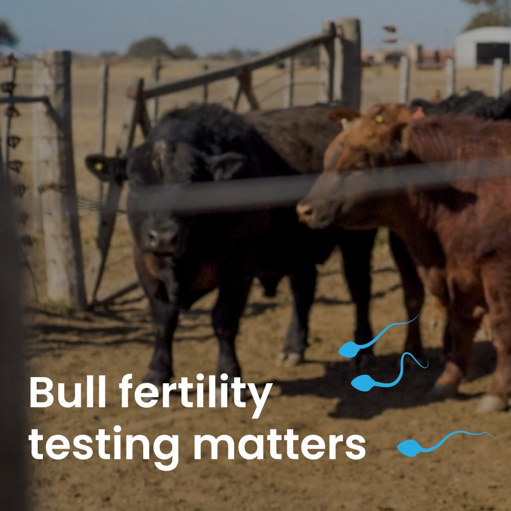 🐂 #BullFertility testing plays a crucial role in assessing reproductive health, impacting breeding efficiency and genetic diversity. Our latest blog explores why it can't be disregarded. Take advantage of this enlightening read!👉shorturl.at/bxAF3 🐄