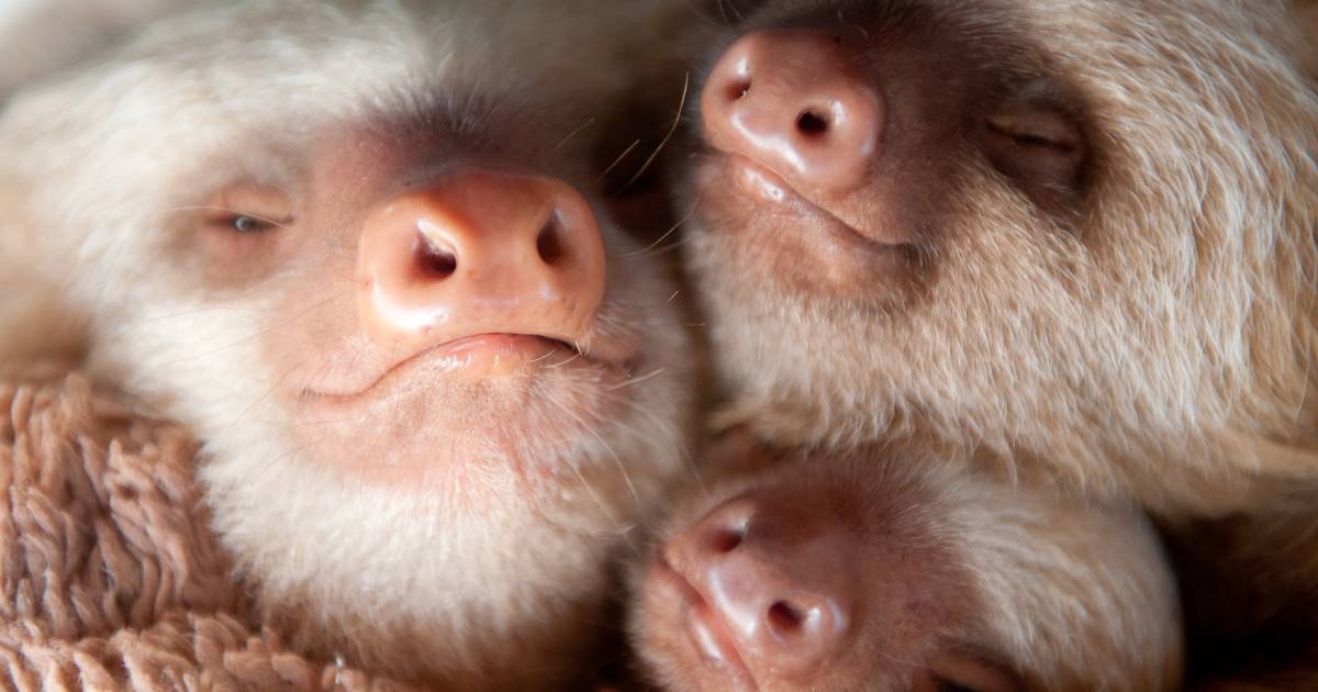 Sloth Of The Day (@day_sloth) on Twitter photo 