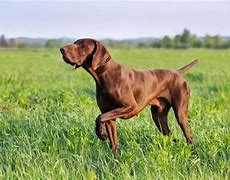 csa7777's tweet photo. Depending on what ur tracking, the roles of a good pack vary:
One;
Leads
Follows
Distracts
Nips
Drives
Marks
Corners
Crouches
Points
Tree's
Retrieves the Prize
&amp; They all bay
The dogs are loose group &amp; they are relentless
#ihopkc @ihopkc @mikebickle
#TrackingDogs #NotHyperbole https://t.co/26LGLAFKiO