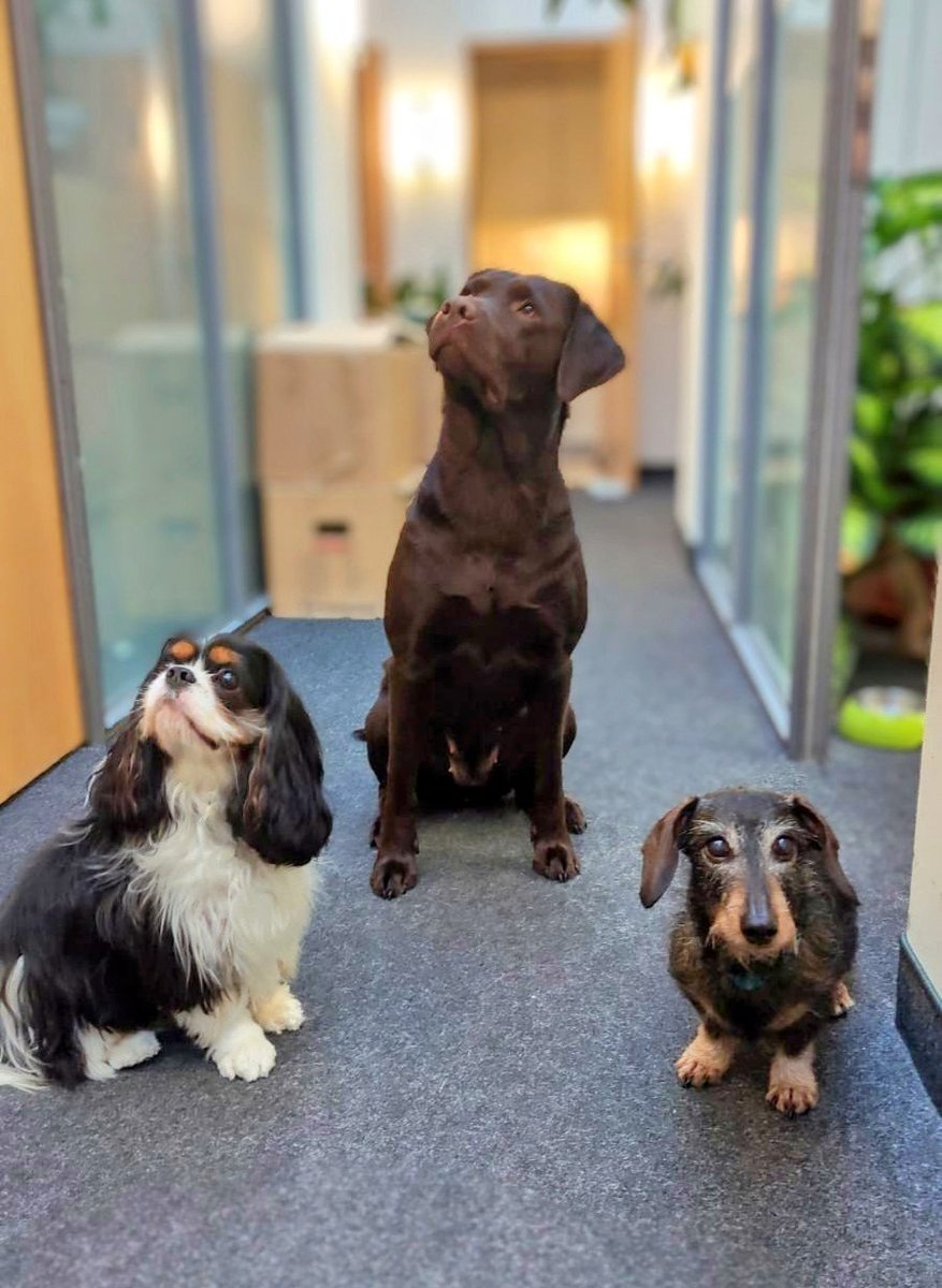 Das Team #Kanzleihund wünscht einen schönen Abend. 
Henry | Chefin | Rusty (vlnr)