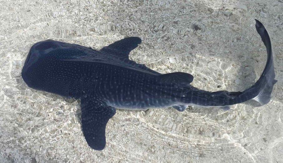 SharkiesOTD's tweet photo. ♡ Whale shark pups https://t.co/QfRaDDYBoU